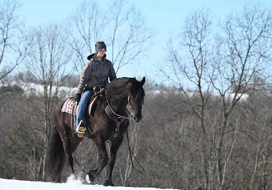 Buy Horses — Friesian (photo 3)
