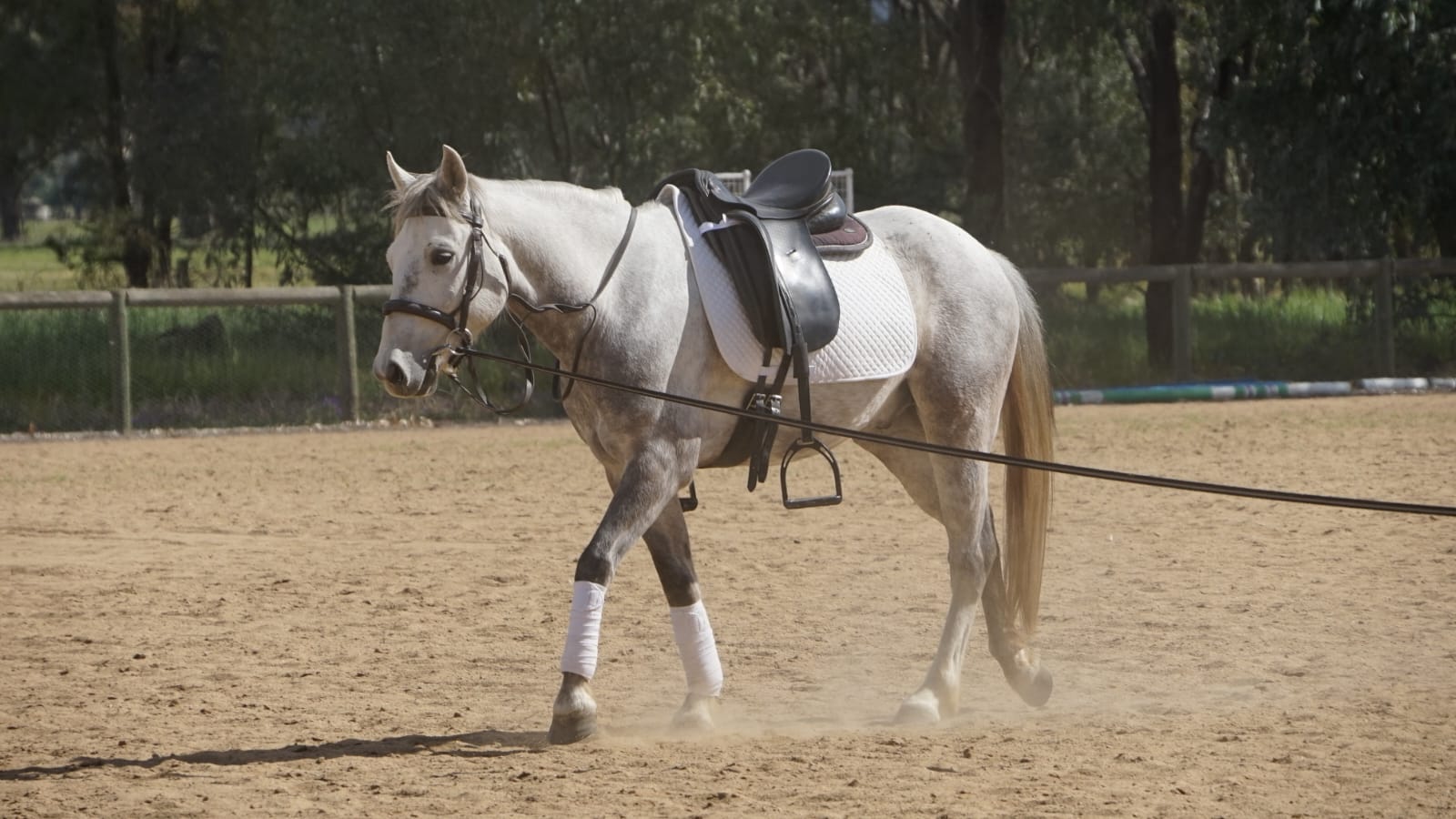 Buy Horses — Riding Pony (photo 2)