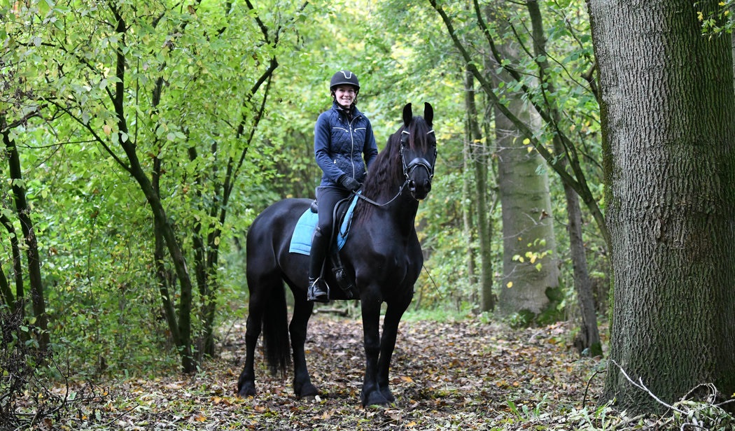 Friesian X Australian Stockhorse