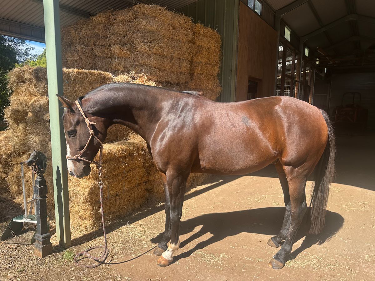 Pure Friesian mare horse