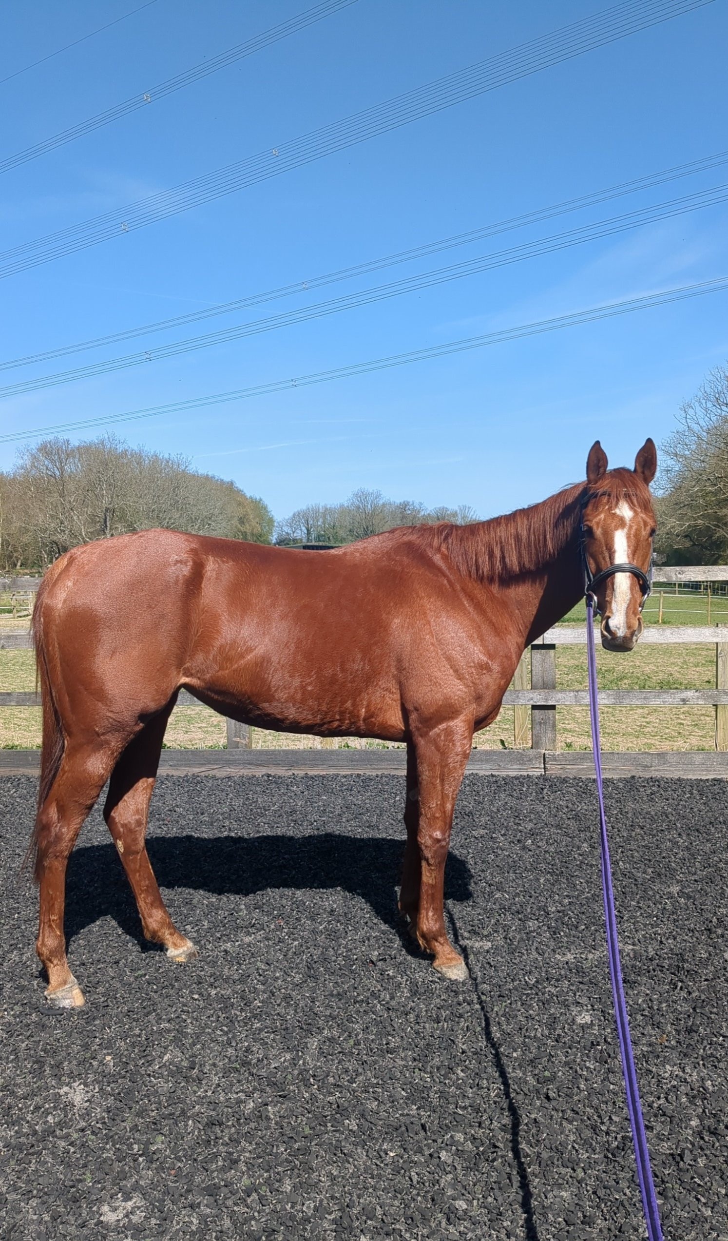 Beautiful Thoroughbred Horse Maisie — Thoroughbred (photo 4)