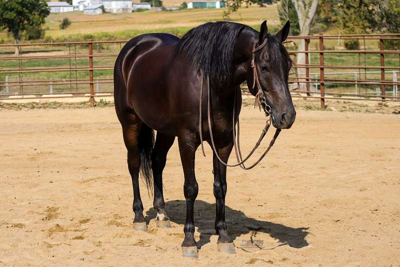 Black Friesian Gelding