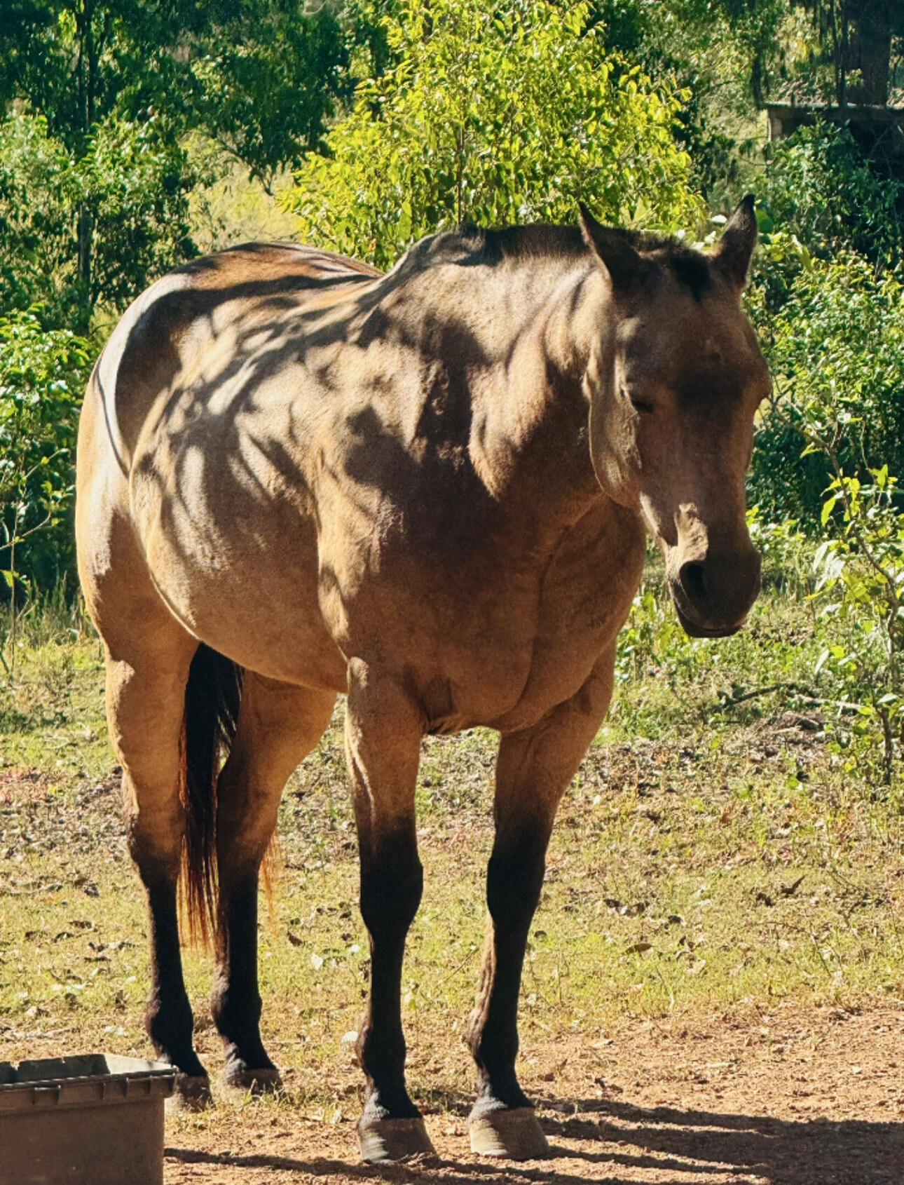 Reg Buckskin Qh Mare — Quarter Horse (photo 2)