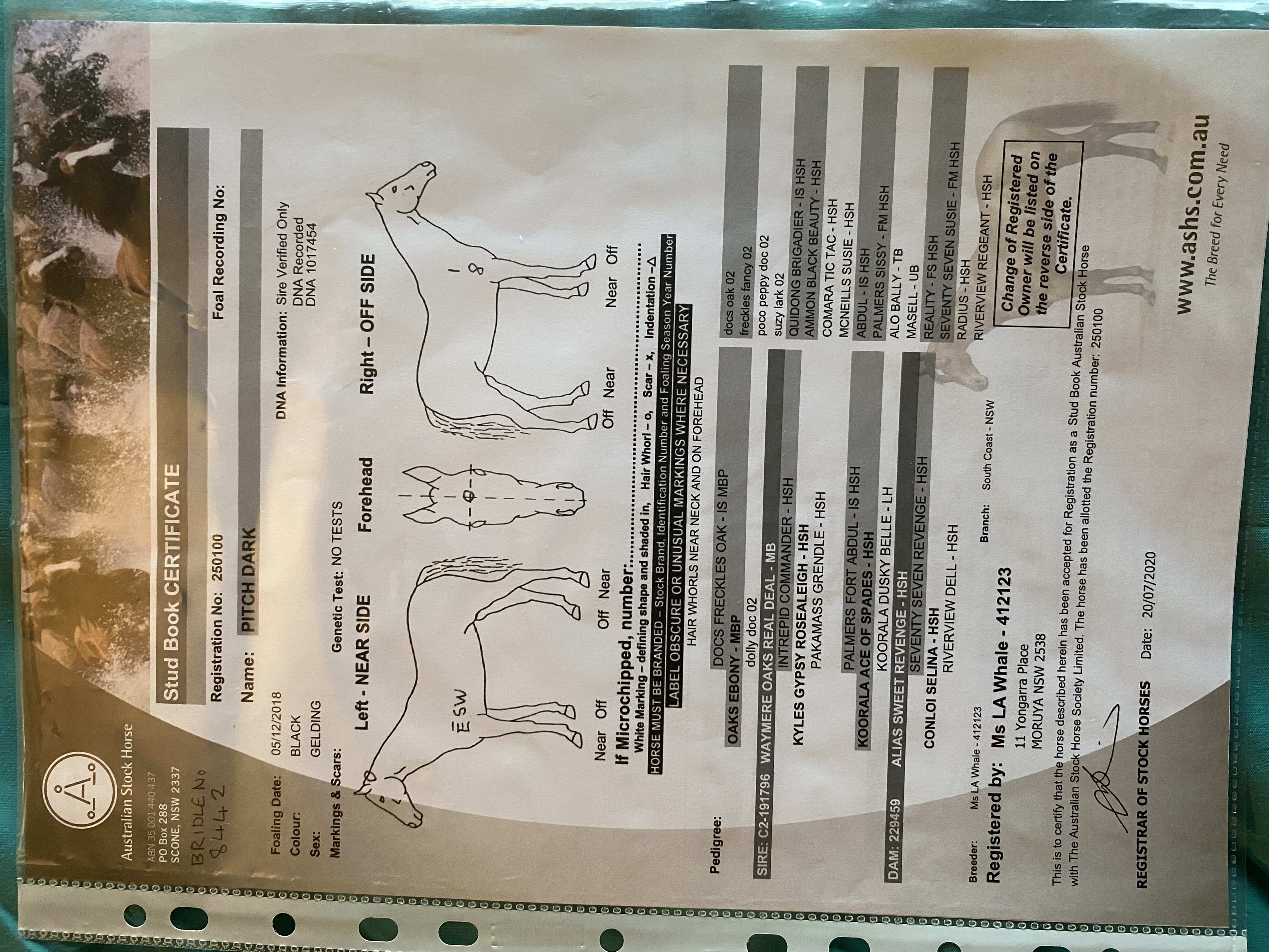All Rounder — Australian Stock Horse (photo 4)