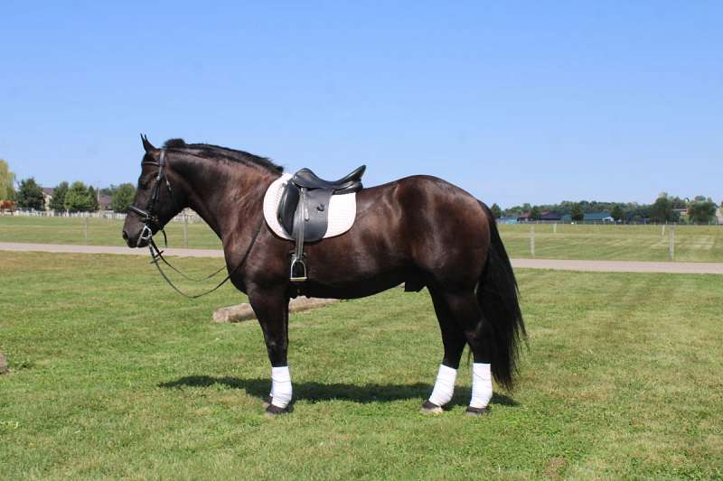 6yrs Old Black Friesian Gelding