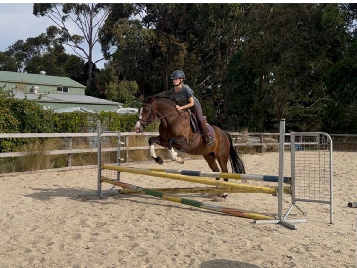 Majestic Purebred Friesian