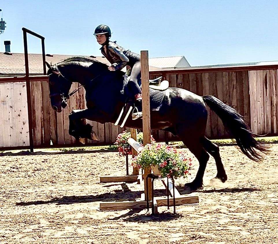Registered Friesian Sporthorse — photo 3 of 3