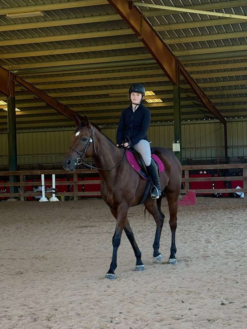 Registered Thoroughbred - Hunter/Jumper or Western — photo 3 of 5