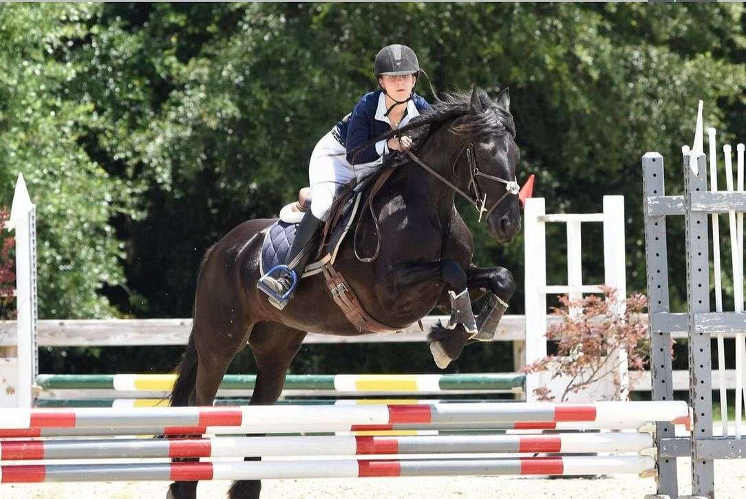 Quality Black Friesian Gelding