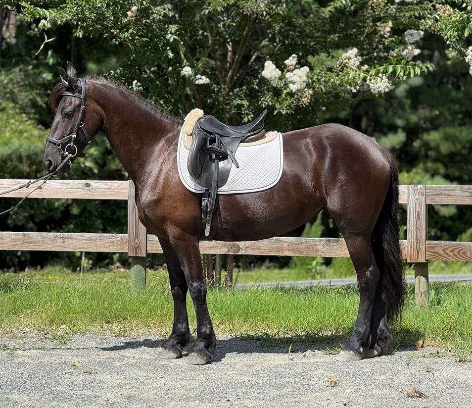Quality Black Friesian Gelding — photo 3 of 4