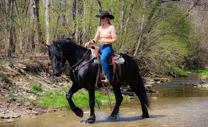 Registered Friesian Sporthorse