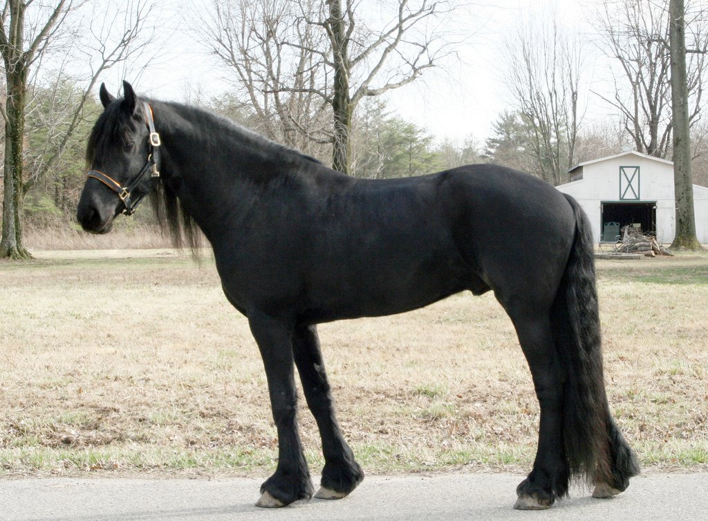 Stunning Grey Freisian