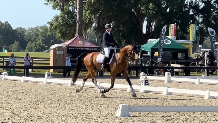 Exceptional Energetic Selle Français Eventer — photo 3 of 4