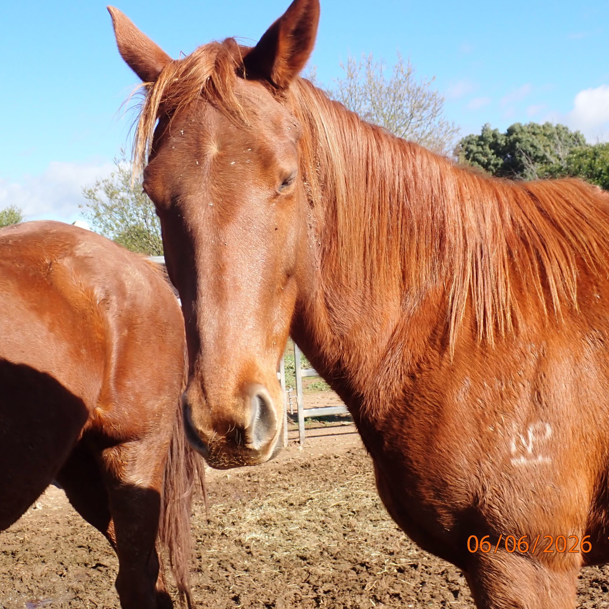 Thoroughbred Mare