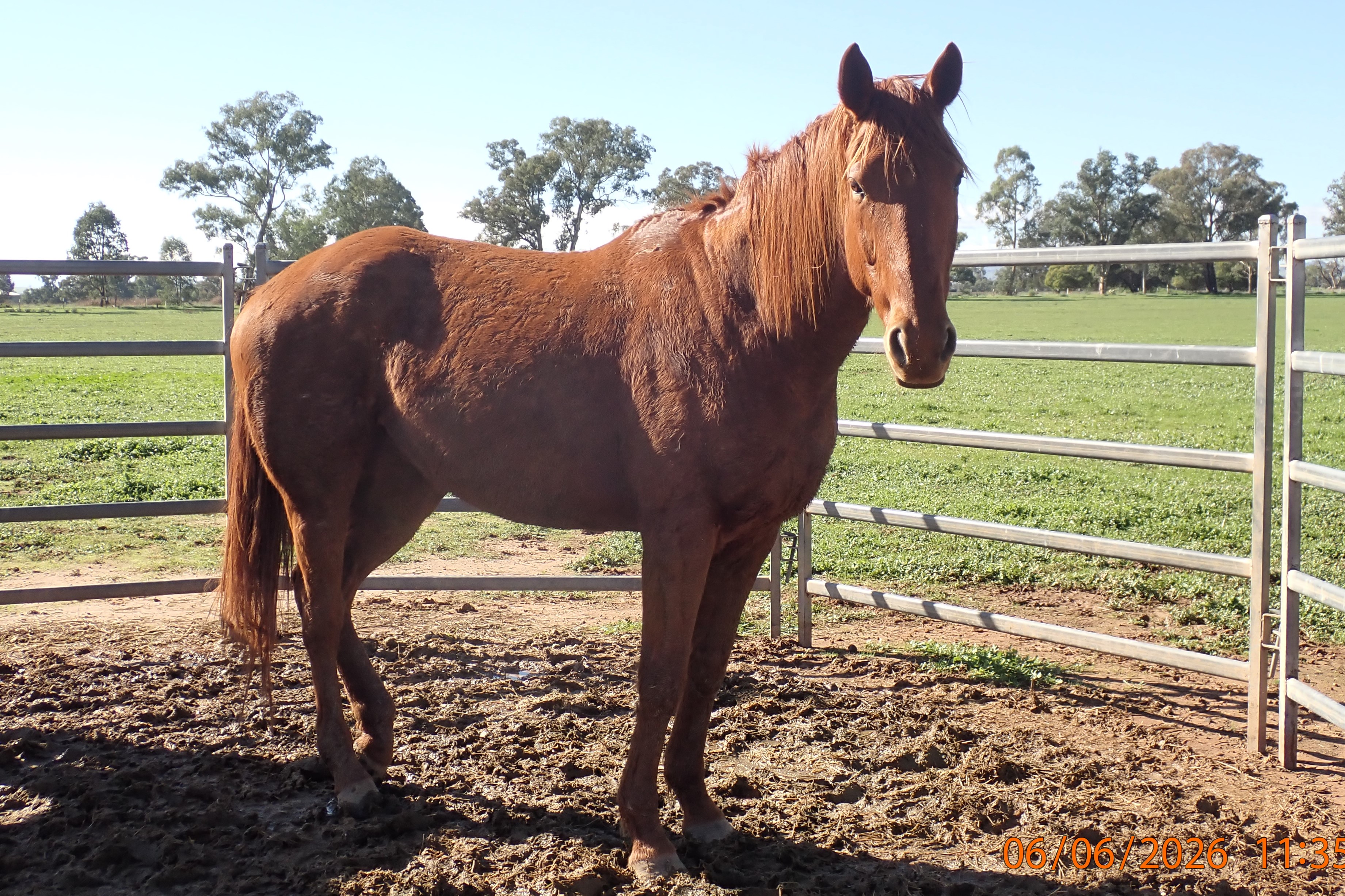 Thoroughbred Gelding