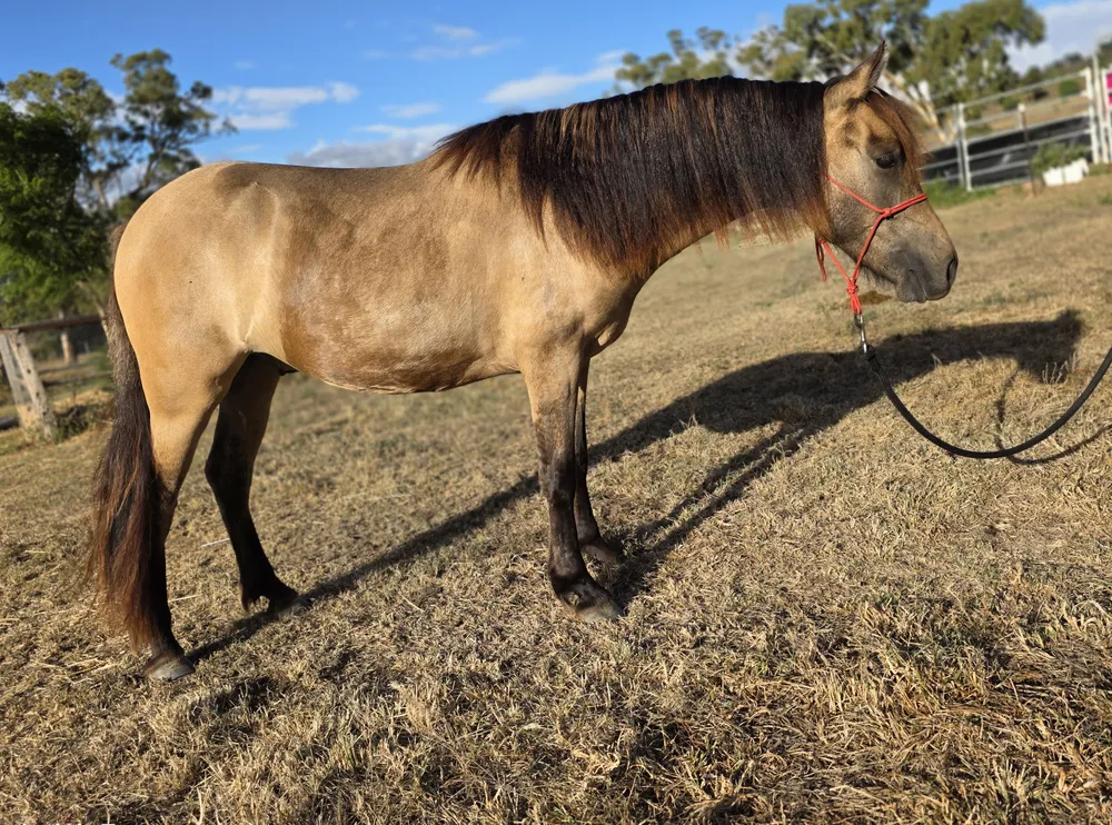 Buckskin Friesian Warmblood