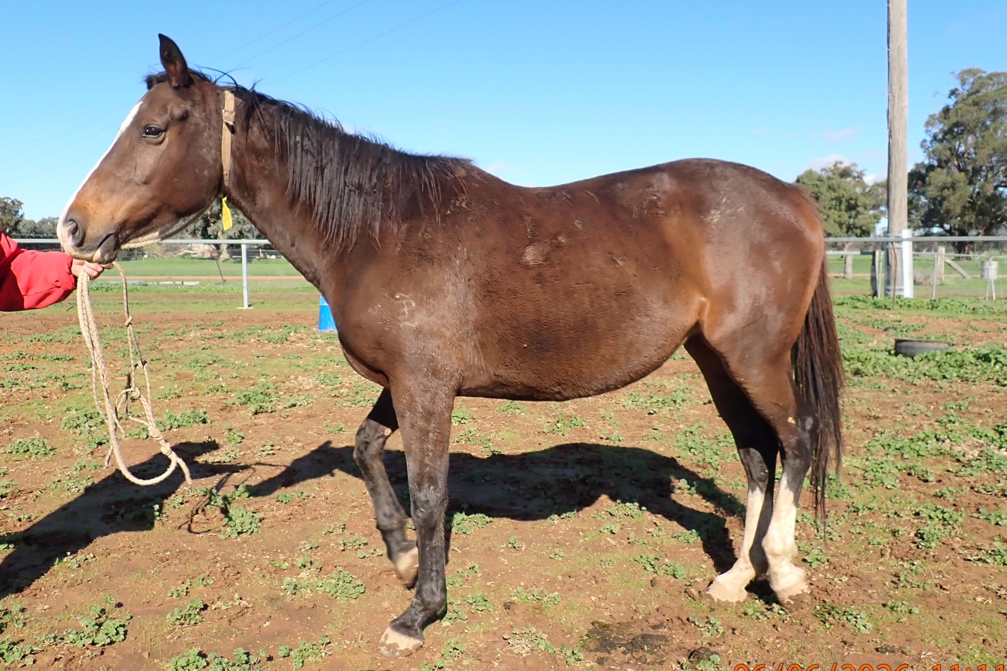 Thoroughbred Mare