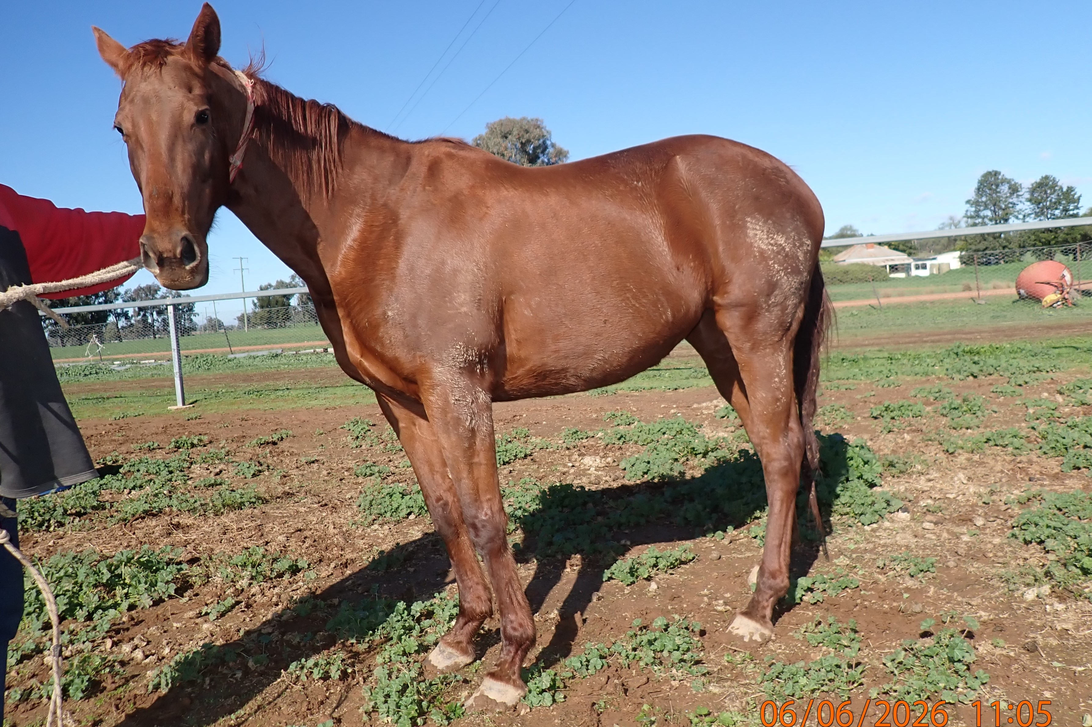 Thoroughbred Mare — photo 2 of 2
