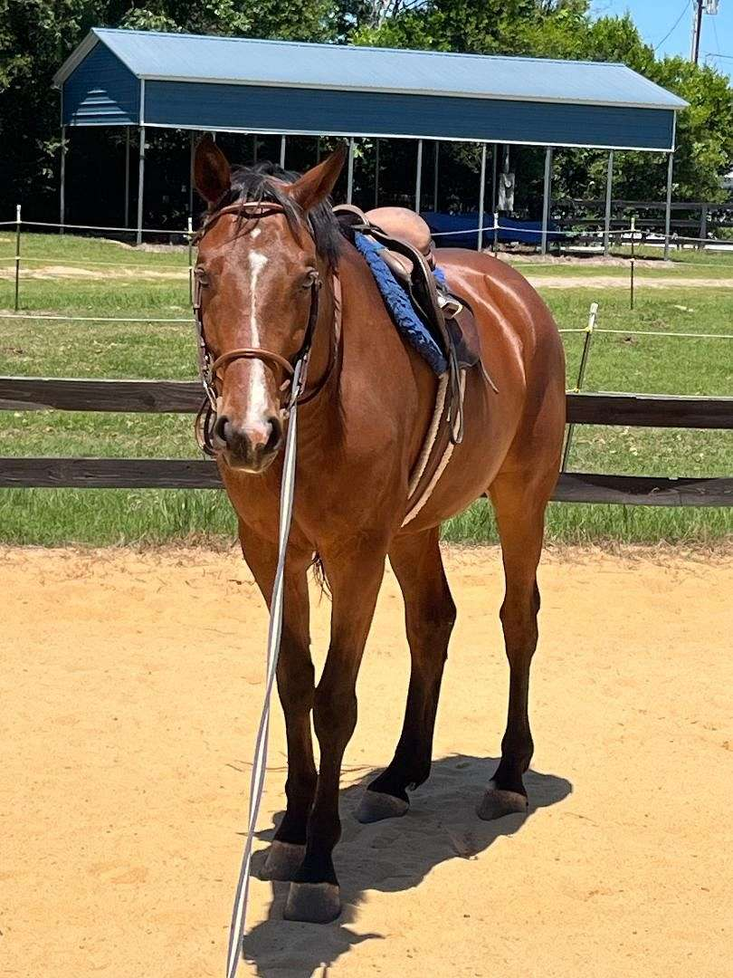 Bay Oldenburg Gelding