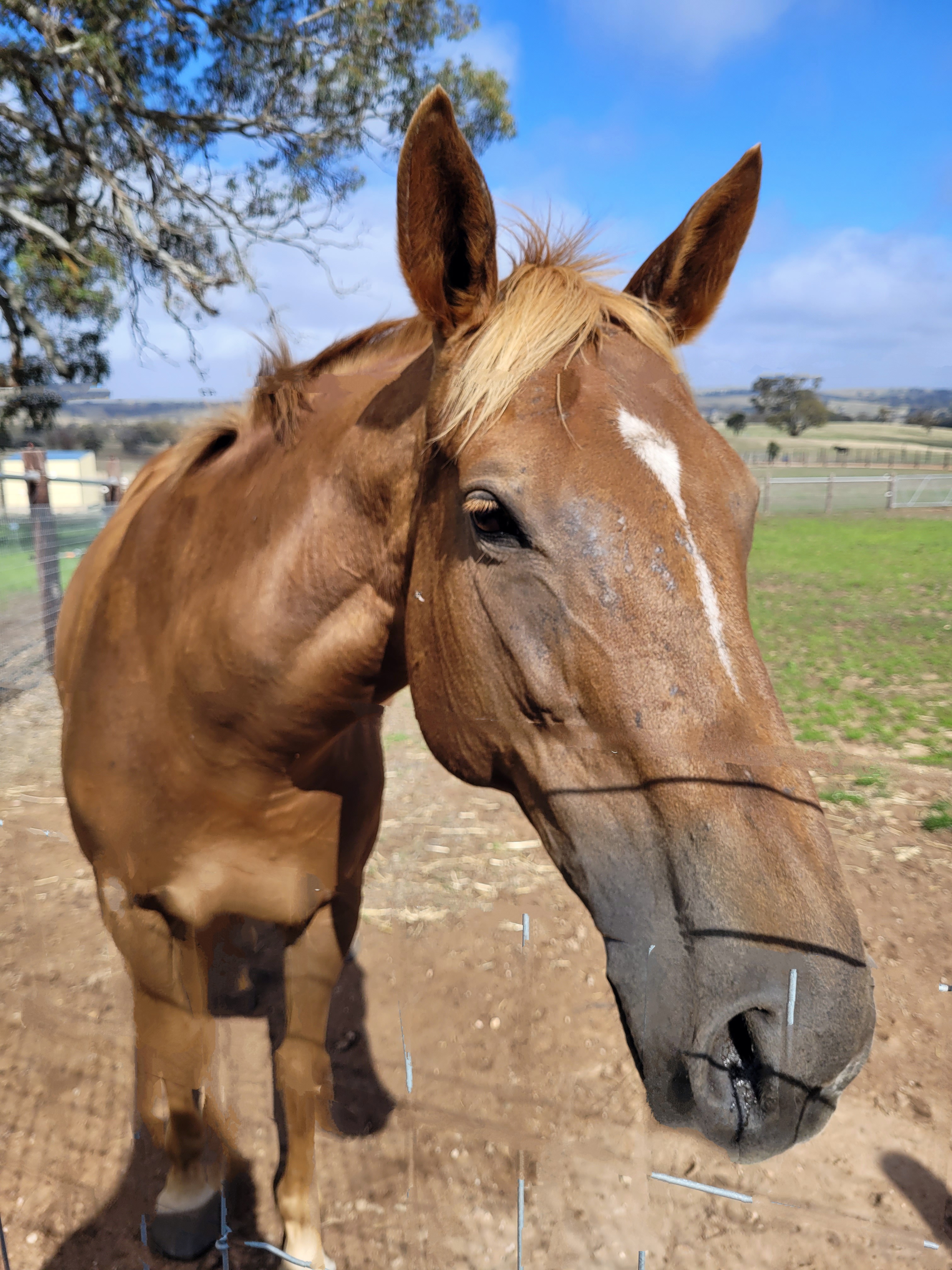 Broodmare For Sale — Thoroughbred (photo 4)