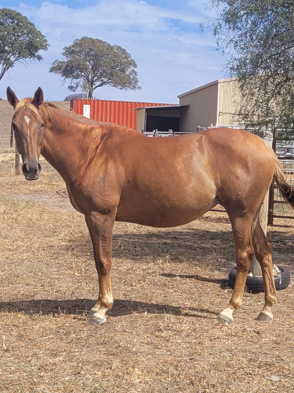 Broodmare for sale