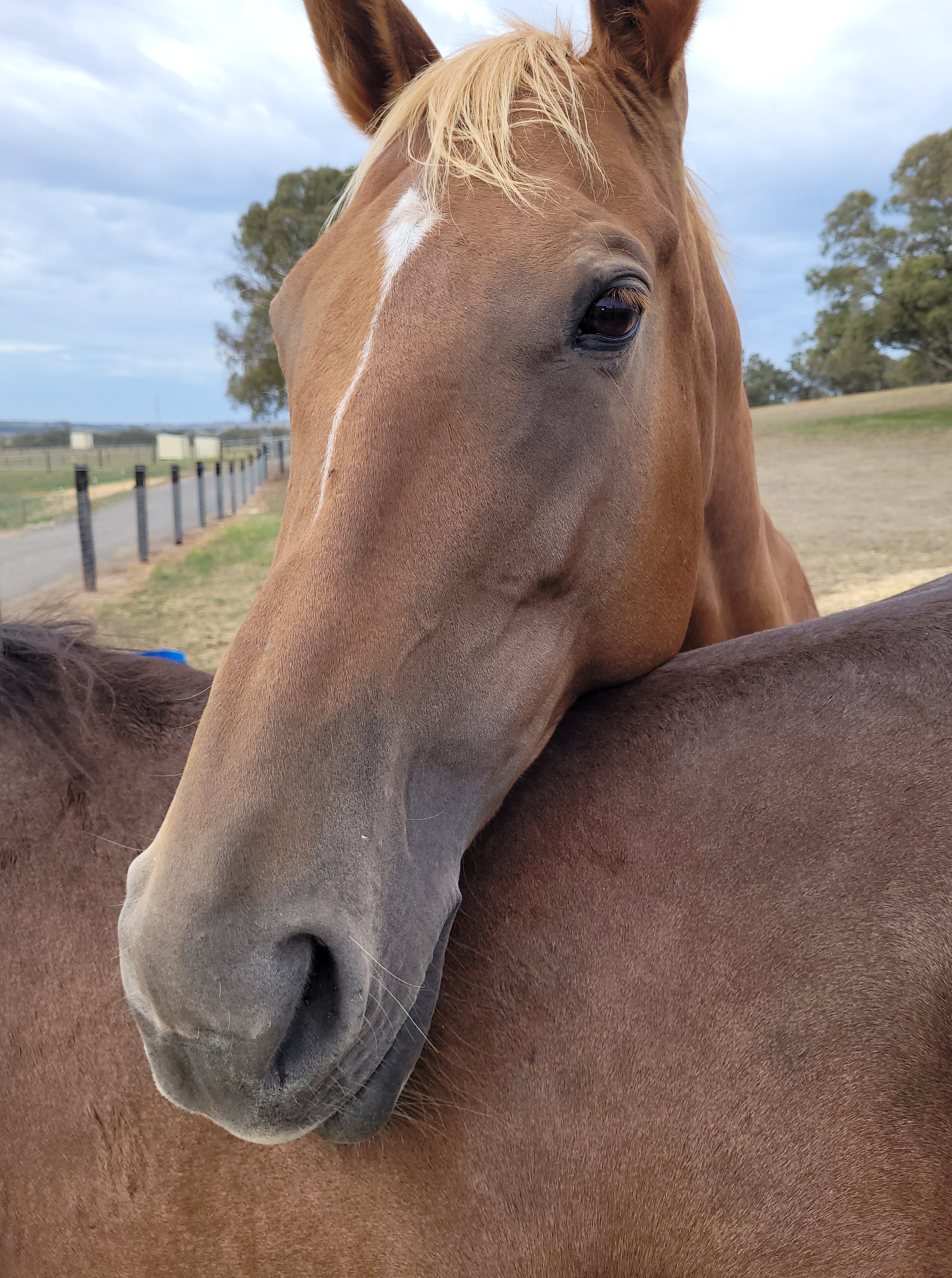 Broodmare For Sale — Thoroughbred (photo 6)