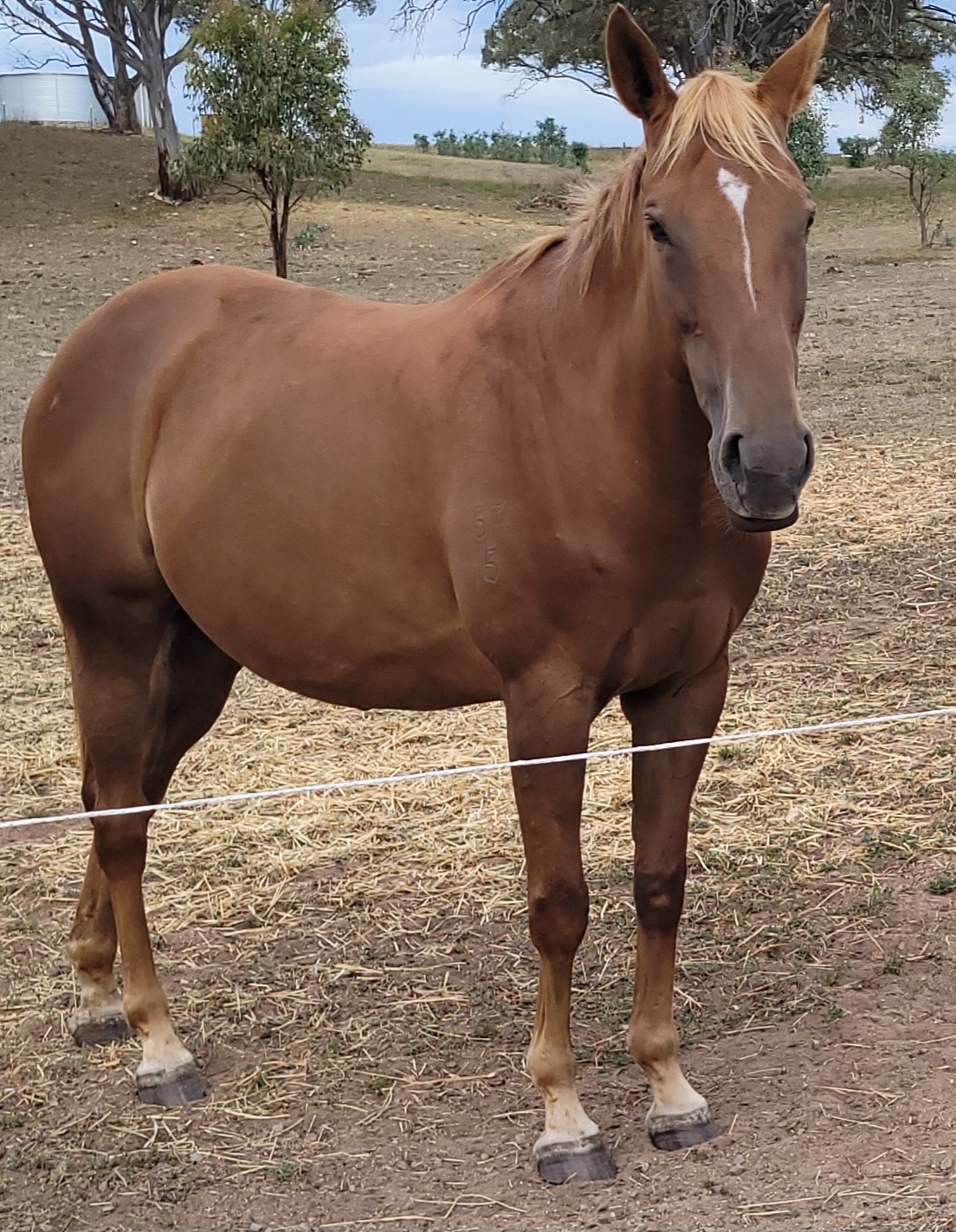 Broodmare for sale — photo 3 of 6