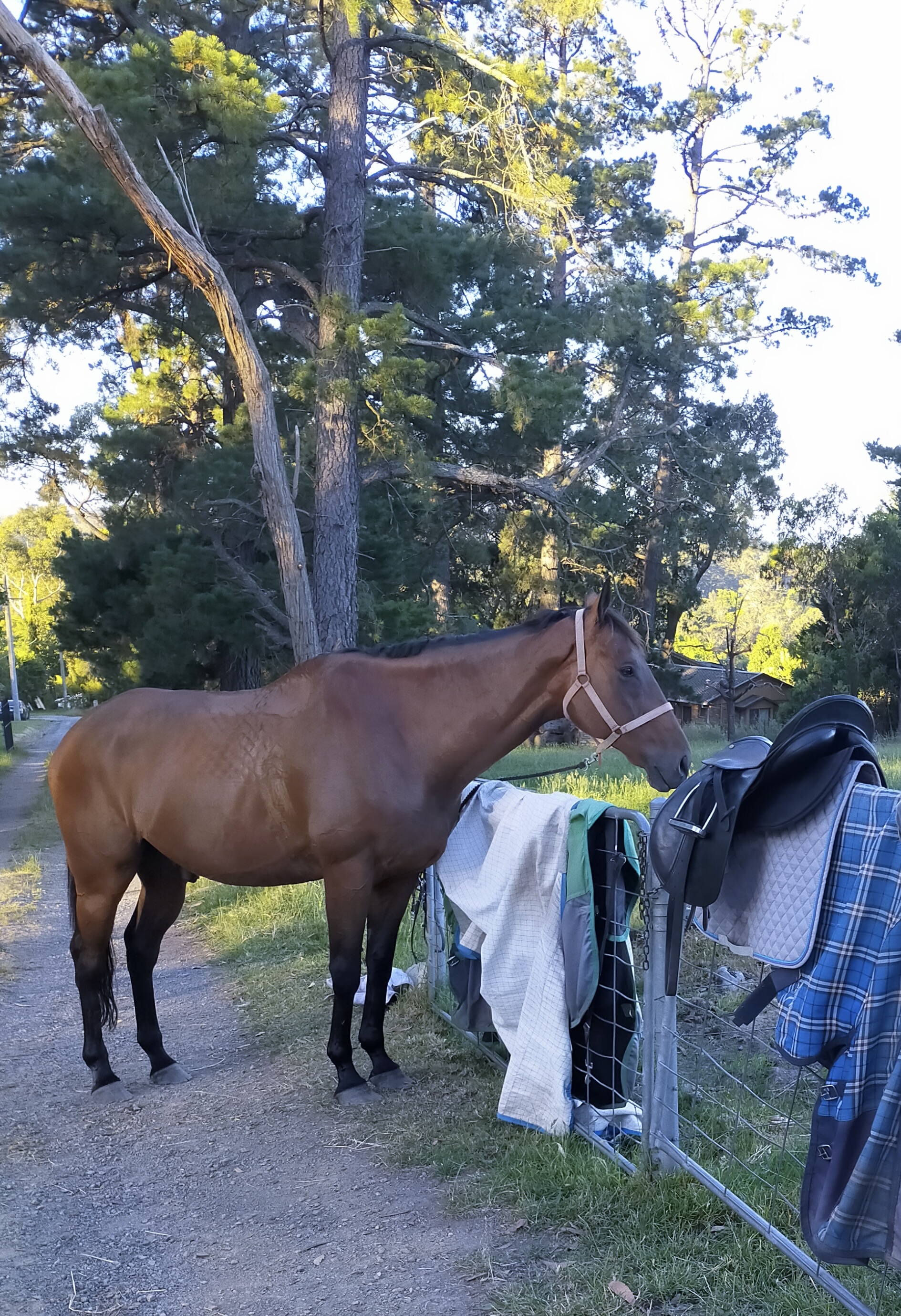 Big Handsome Thoroughbred Gelding — Thoroughbred (photo 5)