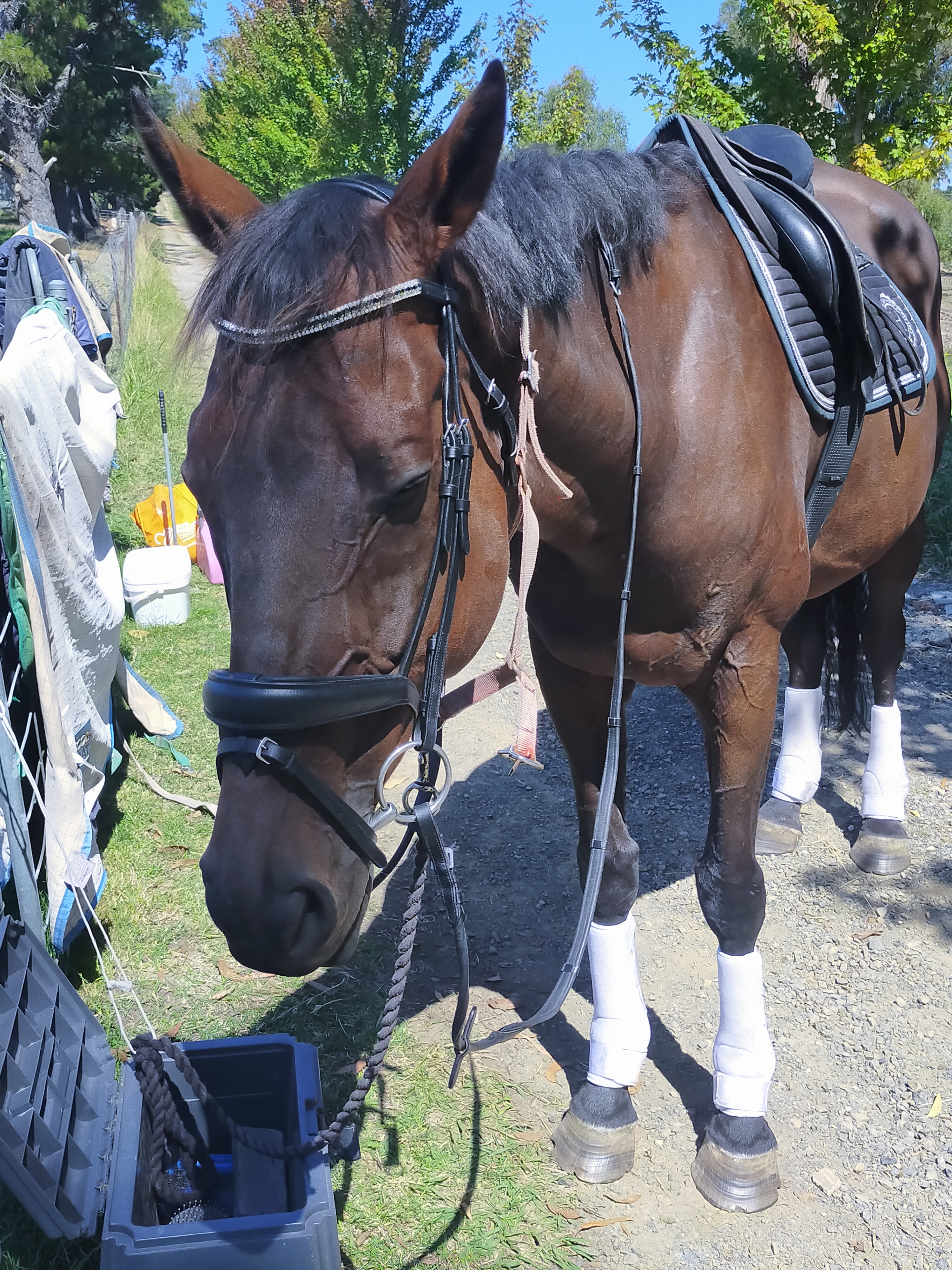 Big Handsome Thoroughbred Gelding