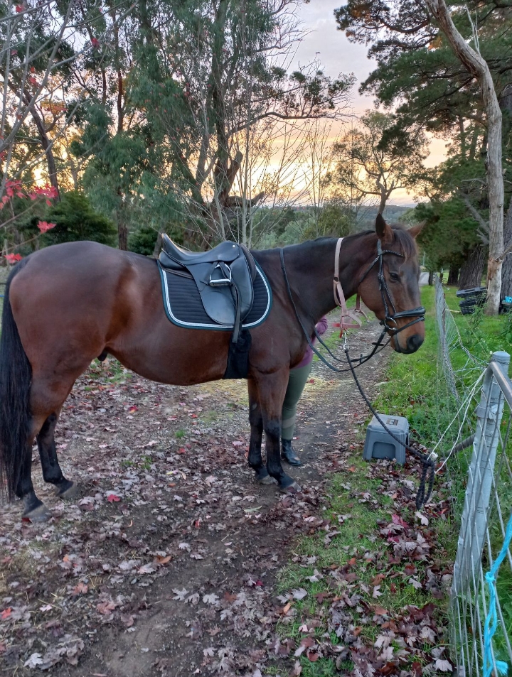Big Handsome Thoroughbred Gelding — photo 2 of 5