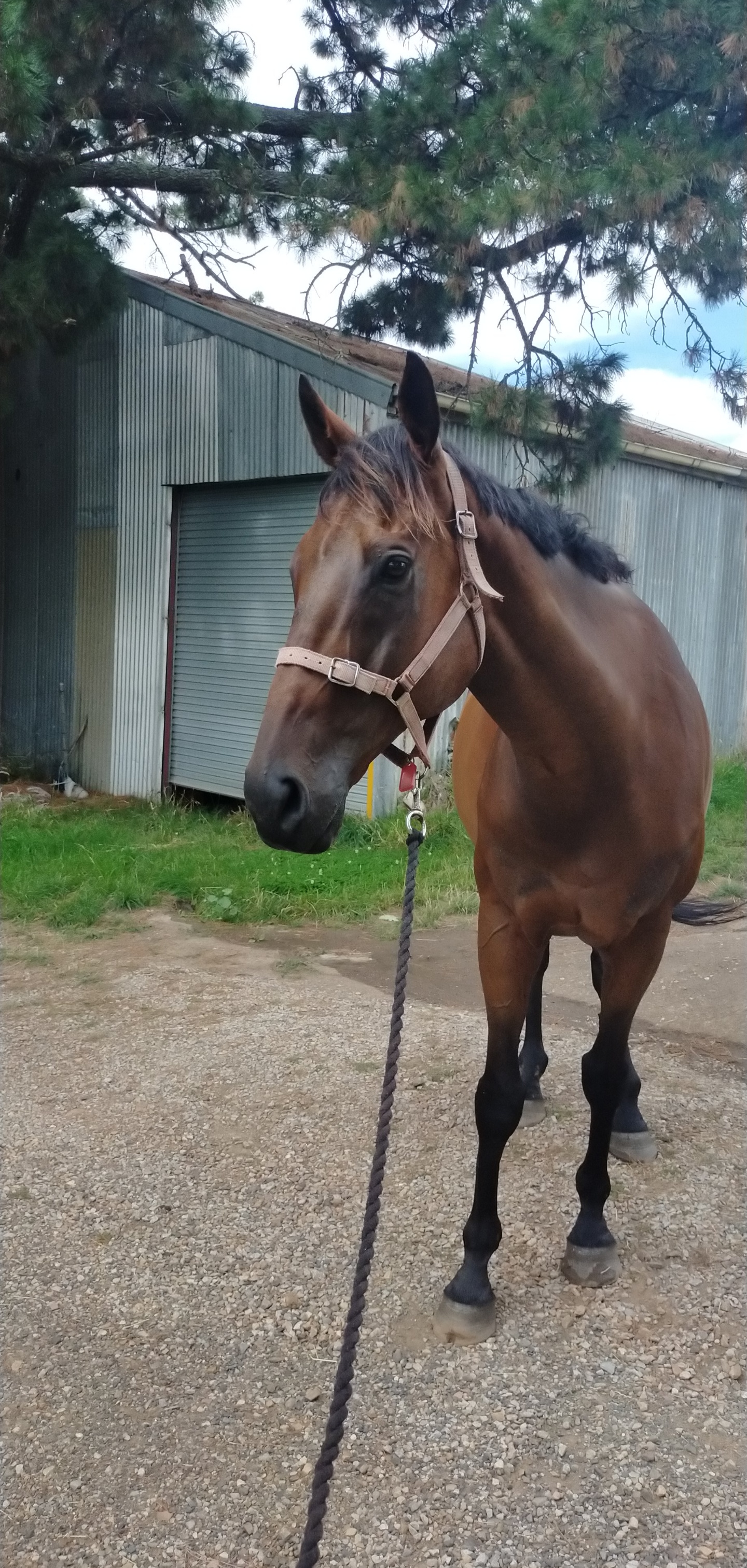 Big Handsome Thoroughbred Gelding — photo 3 of 5
