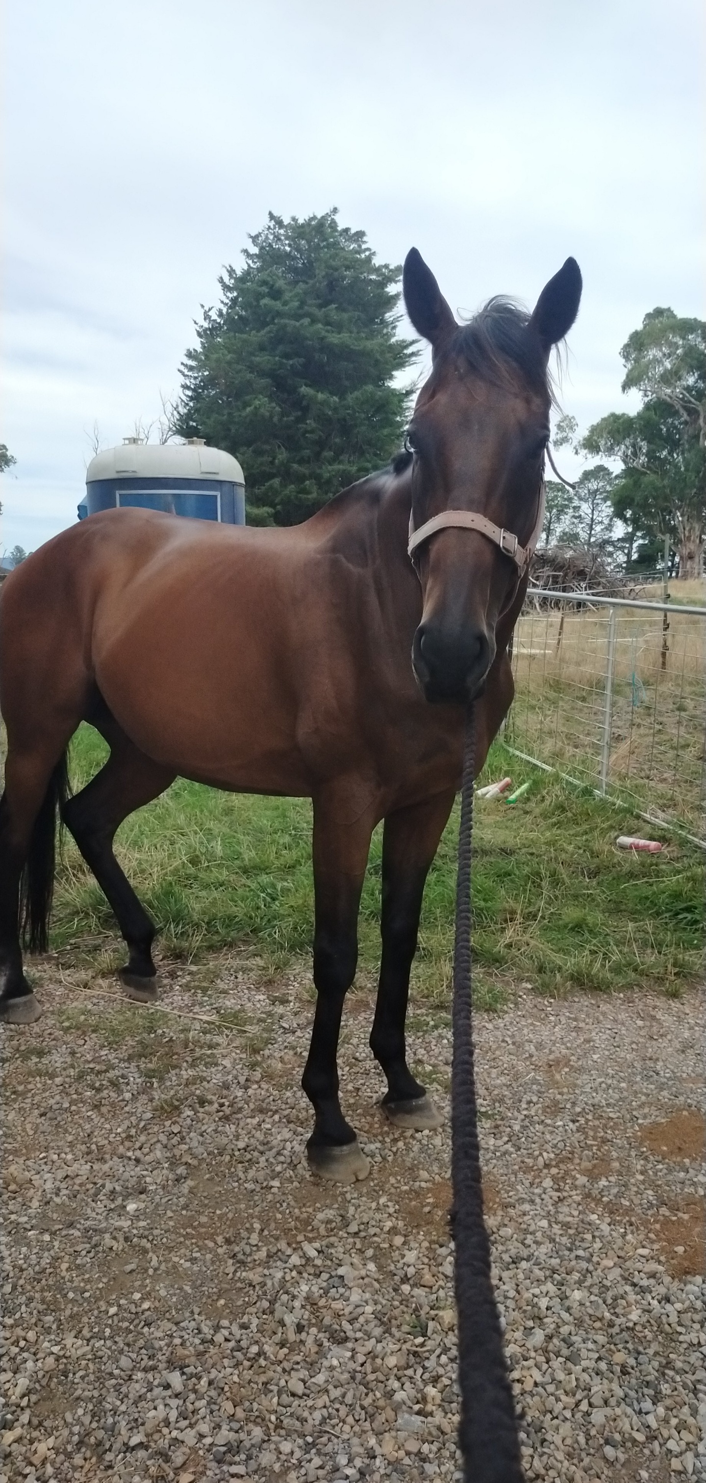 Big Handsome Thoroughbred Gelding — Thoroughbred (photo 4)