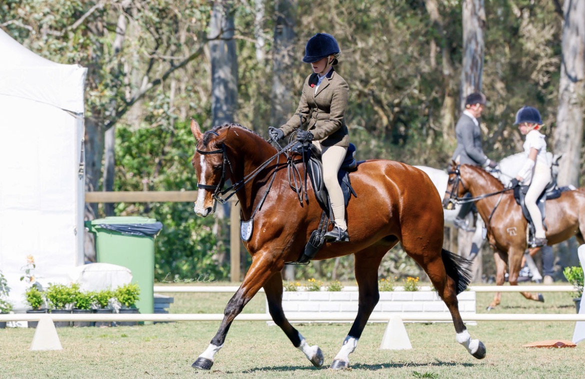 Safe warmblood schoolmaster — photo 3 of 5