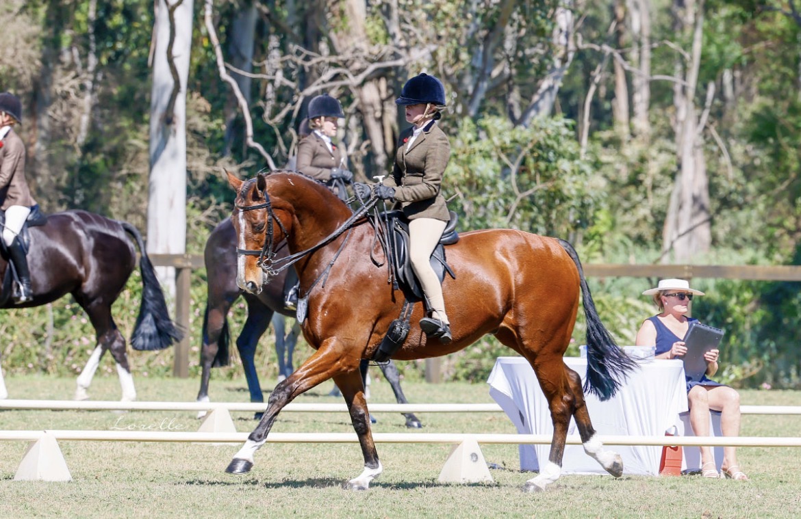 Safe warmblood schoolmaster