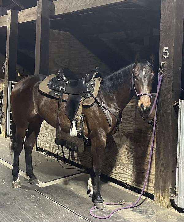 Brown Quarter Horse Mare