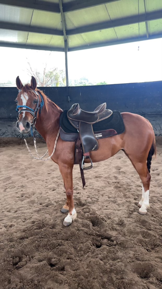 Arab x appaloosa