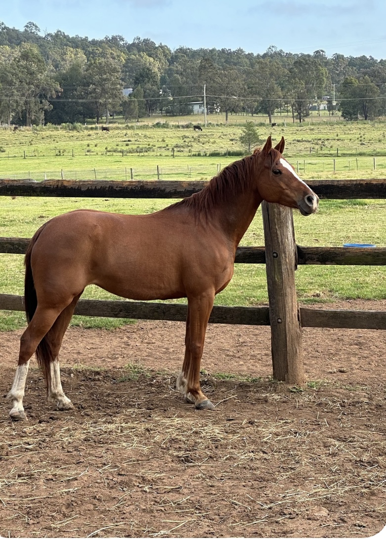 Arab x appaloosa — photo 2 of 2