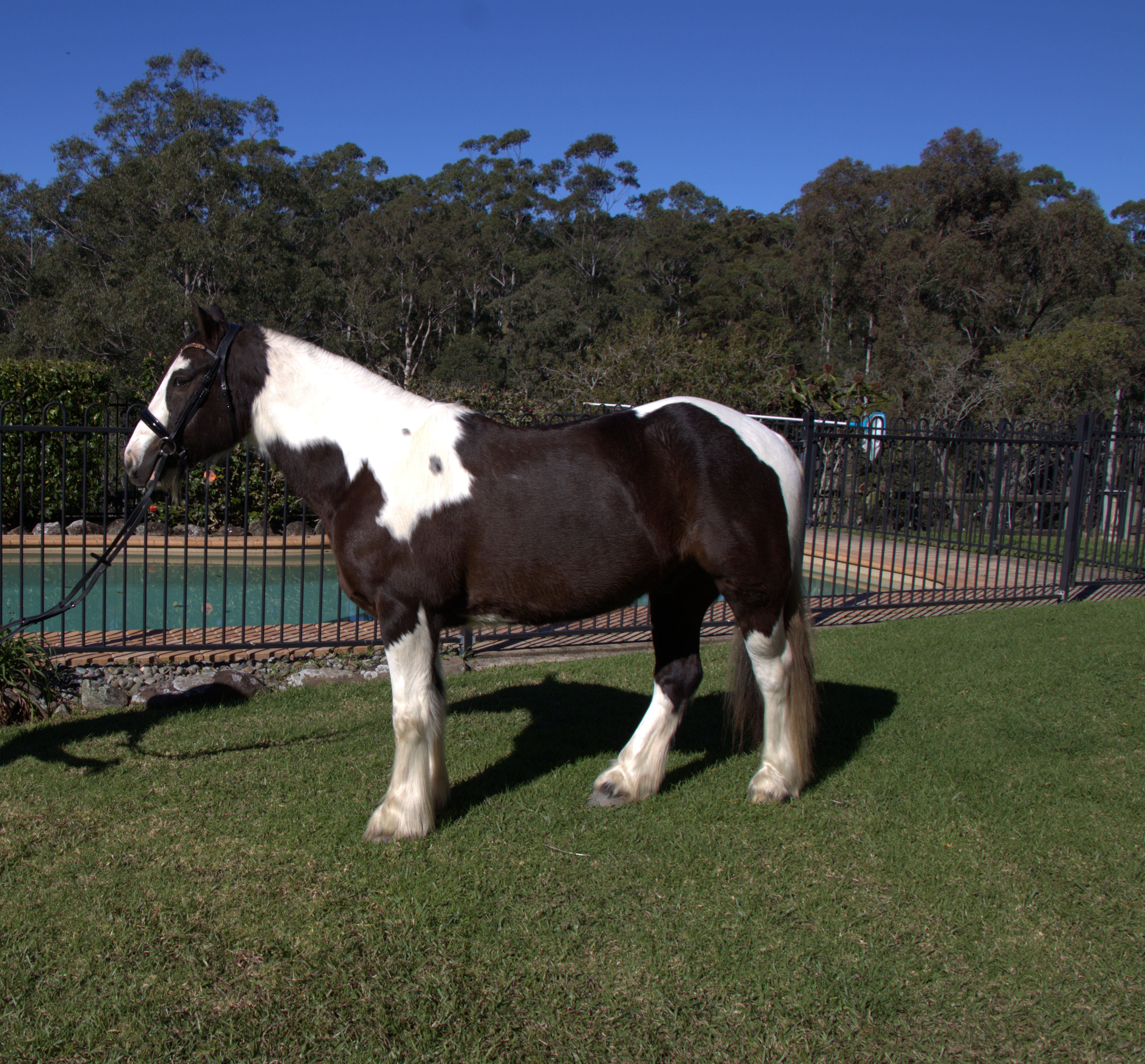 Gypsy Cob