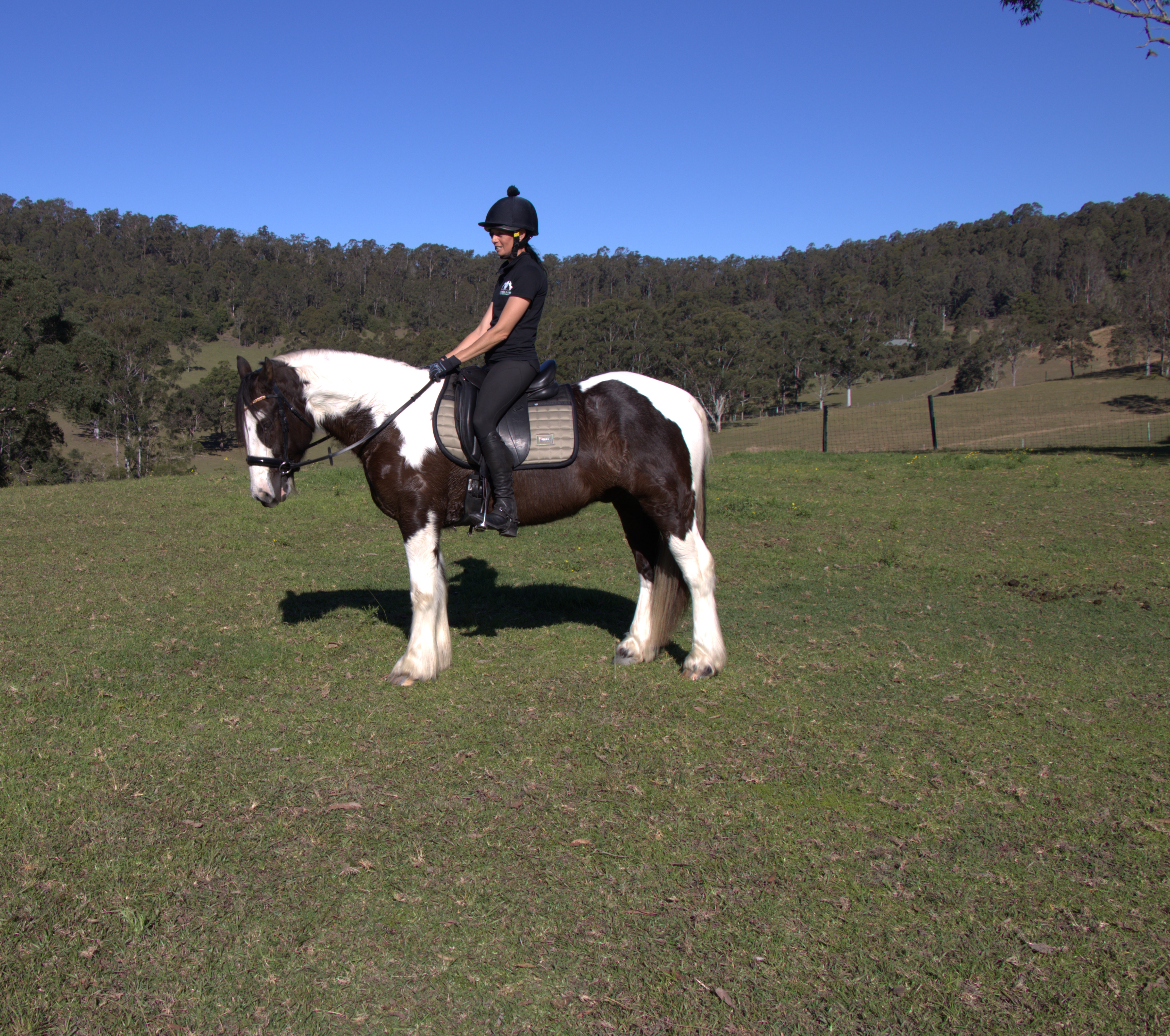 Gypsy Cob — photo 3 of 5