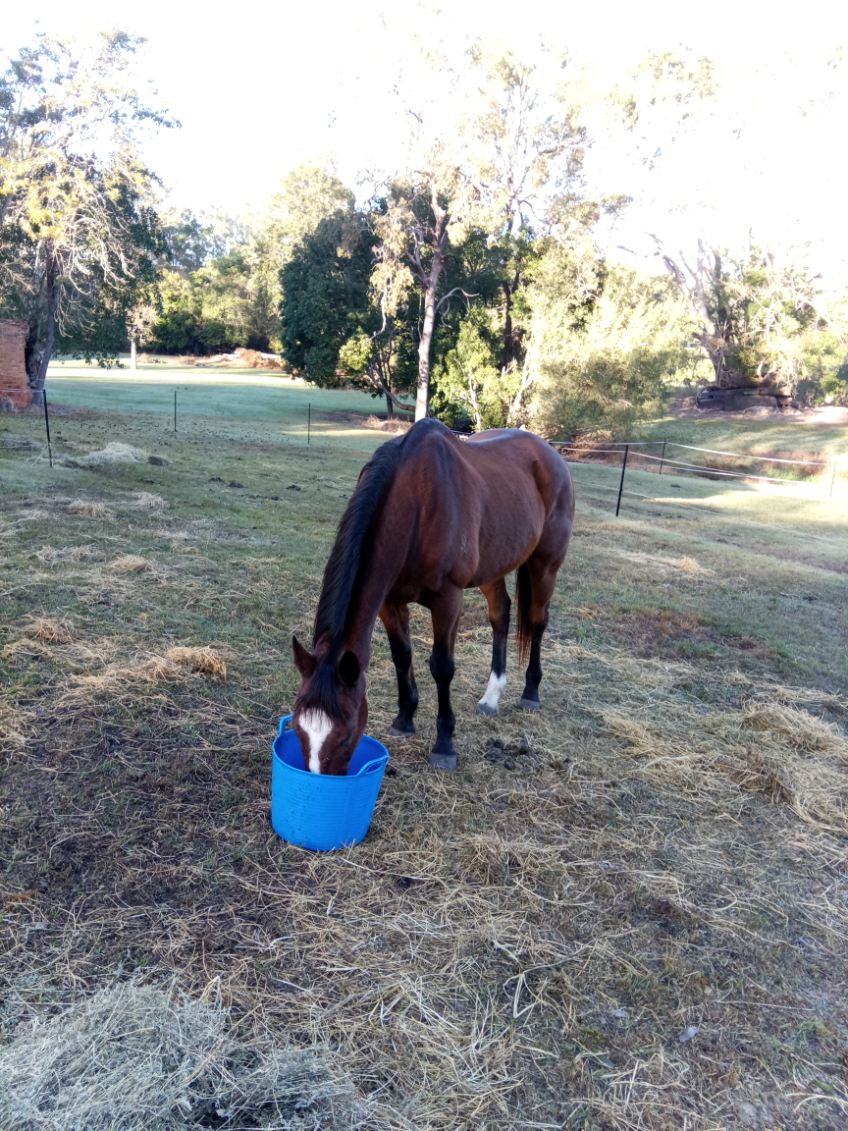 Handsome & Reliable Bay Gelding – "Nelson" — photo 2 of 2