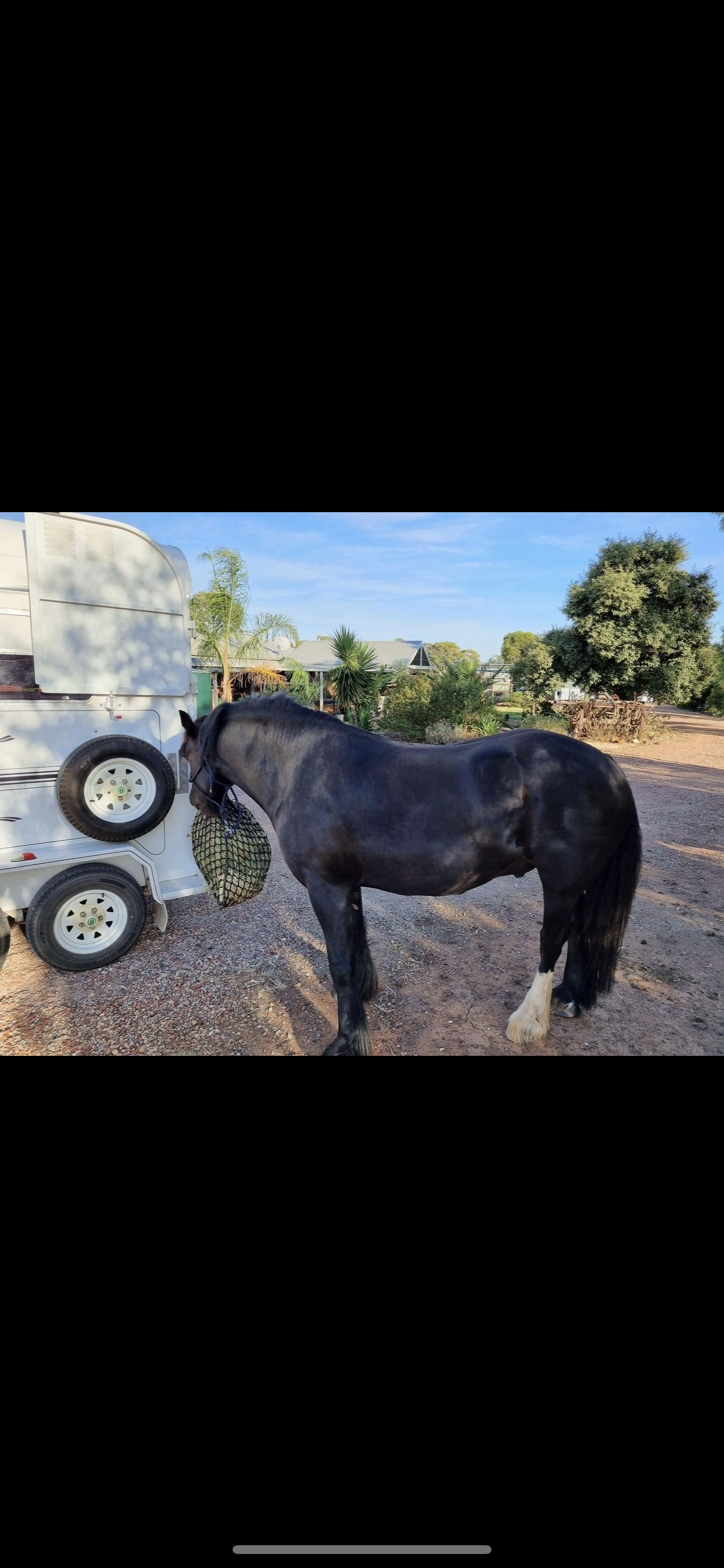 Gypsy Cob 75 Gelding 6yo 153hh Registered — Gypsy (photo 5)