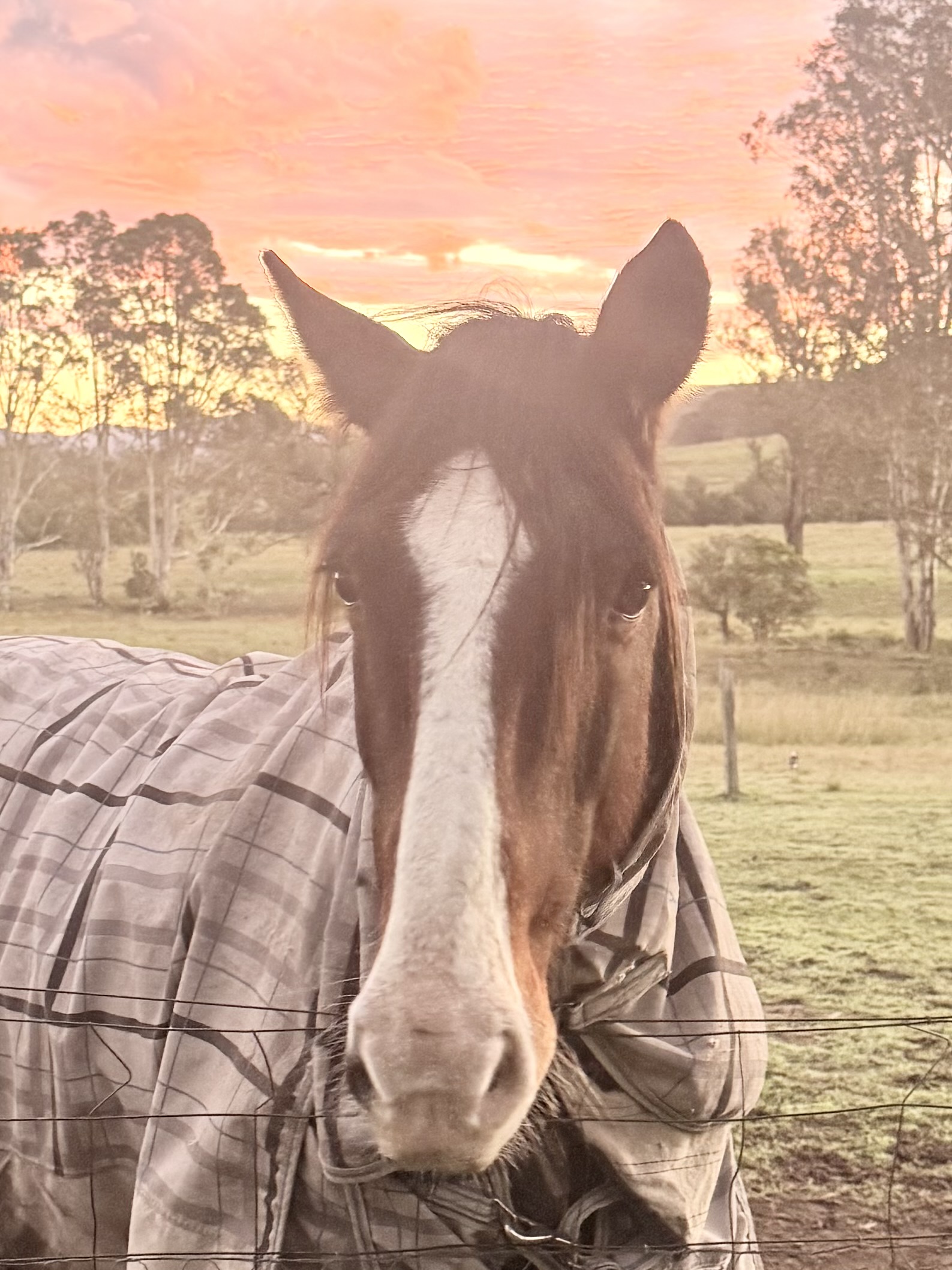 Beautiful 16hh Clydie X Warmblood — Clydesdale (photo 5)
