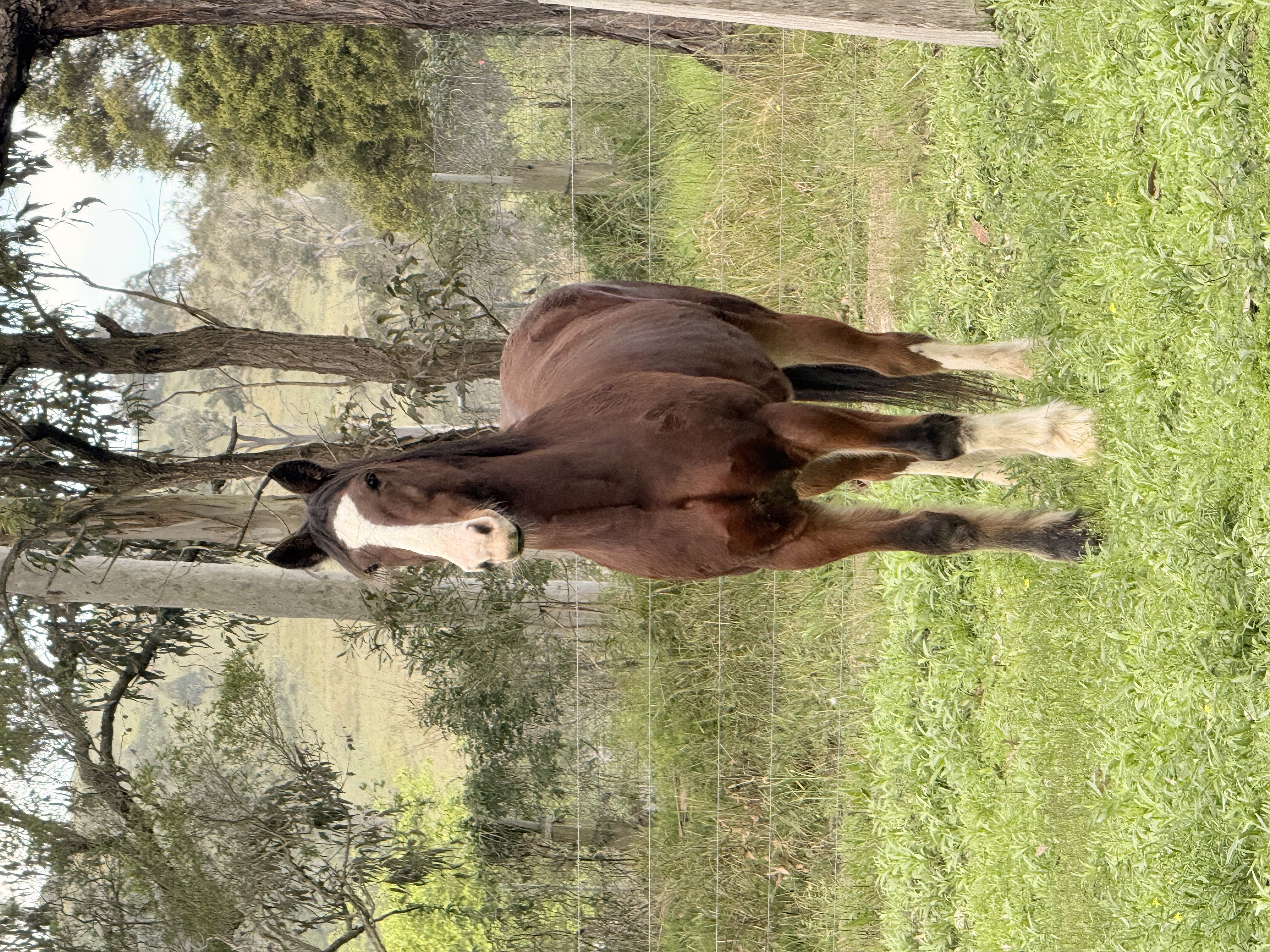 Beautiful 16hh Clydie X Warmblood — Clydesdale (photo 4)