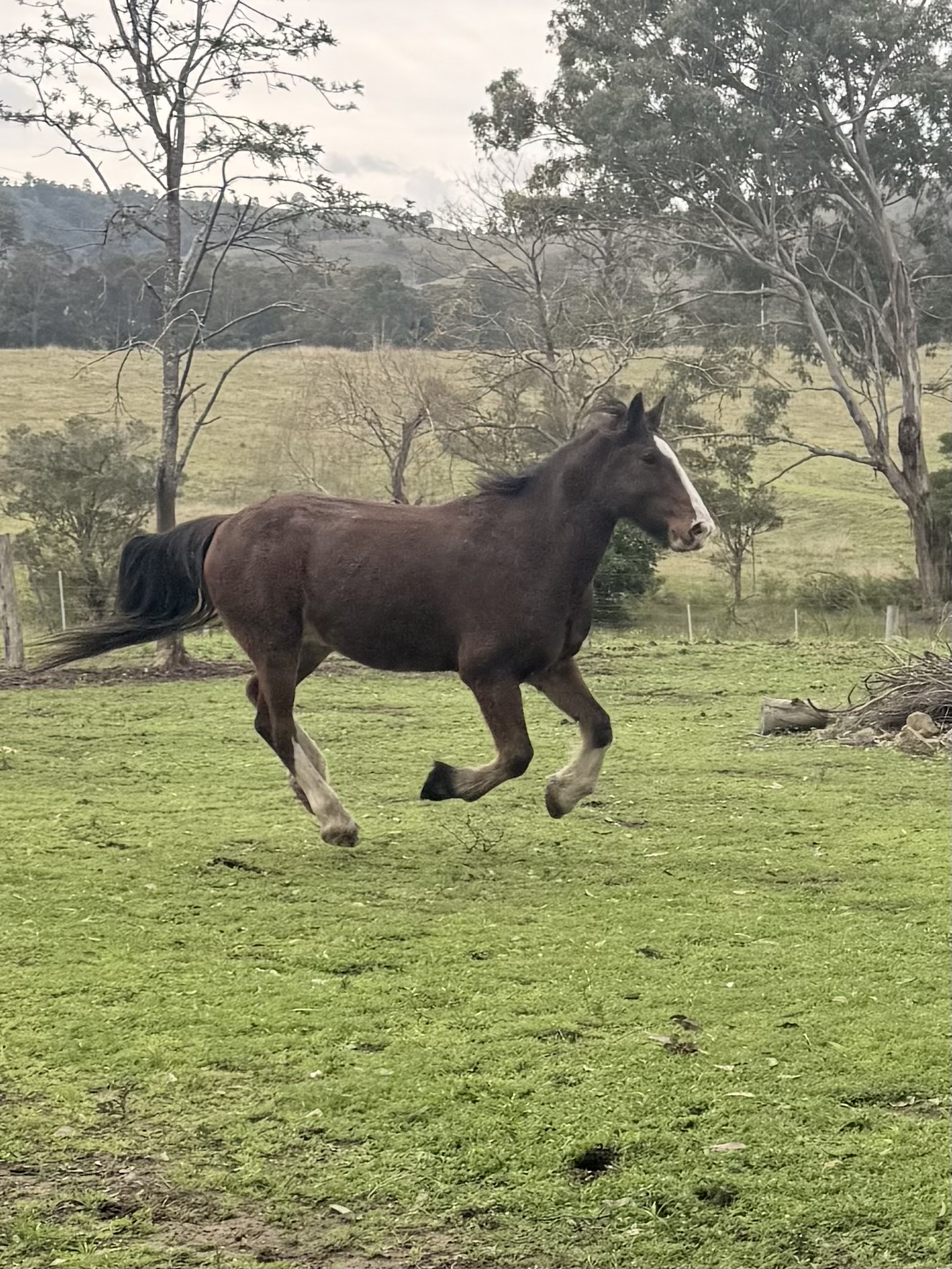 Beautiful 16hh Clydie X Warmblood — Clydesdale (photo 1)