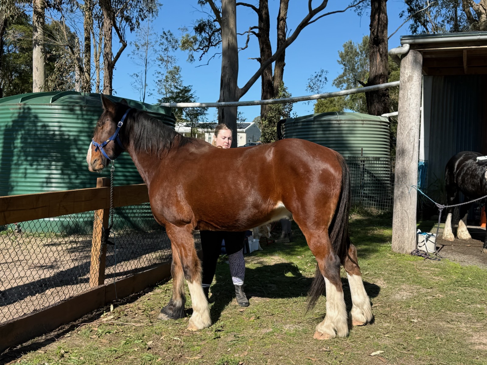 Beautiful 16hh Clydie X Warmblood — Clydesdale (photo 2)