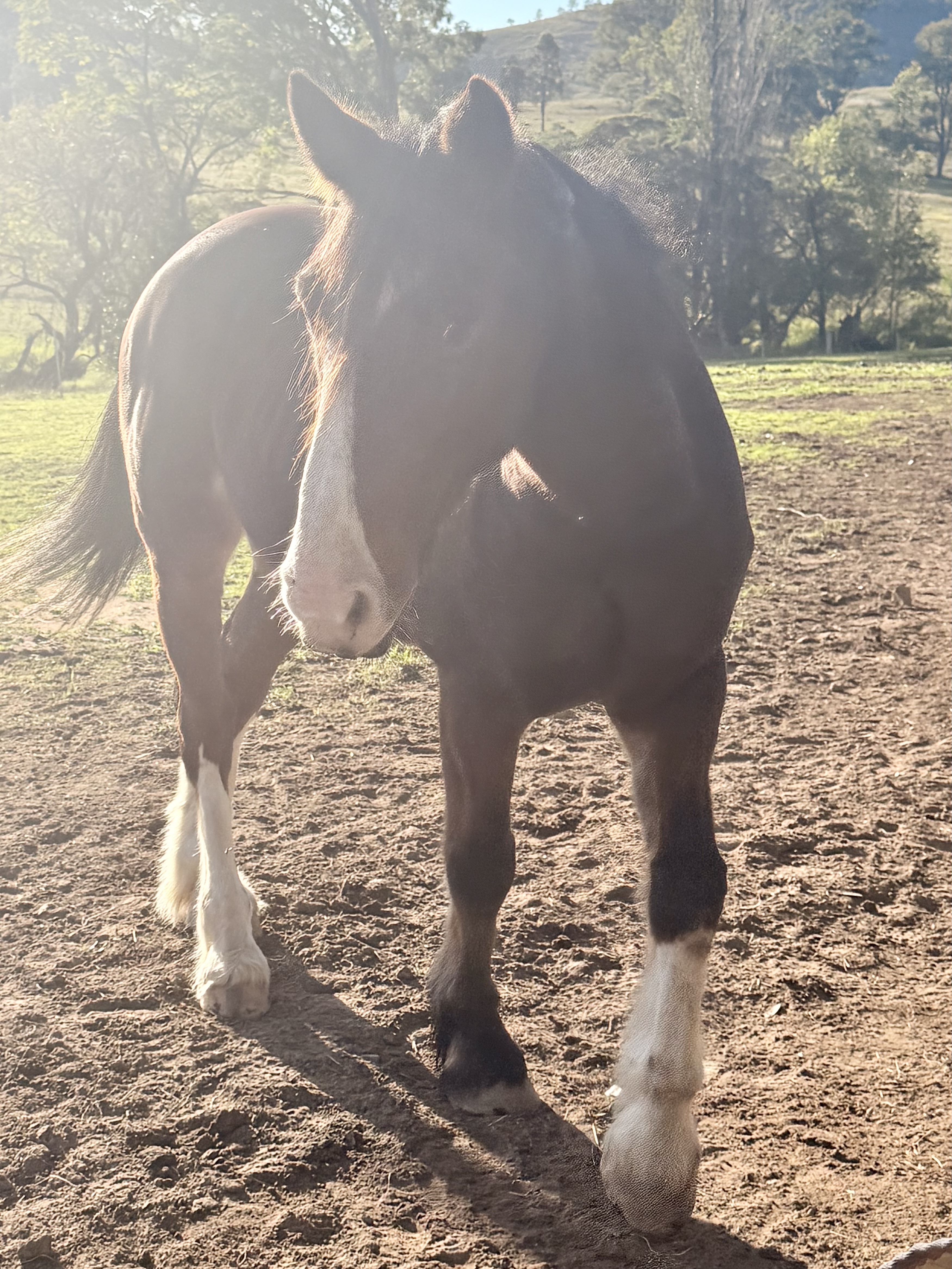 Beautiful 16hh Clydie X Warmblood — Clydesdale (photo 6)