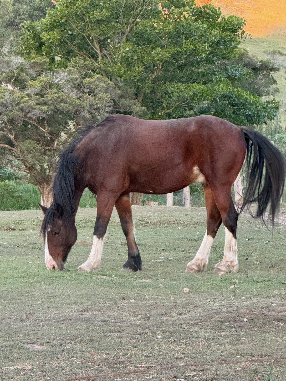 Beautiful 16hh Clydie X Warmblood — Clydesdale (photo 3)