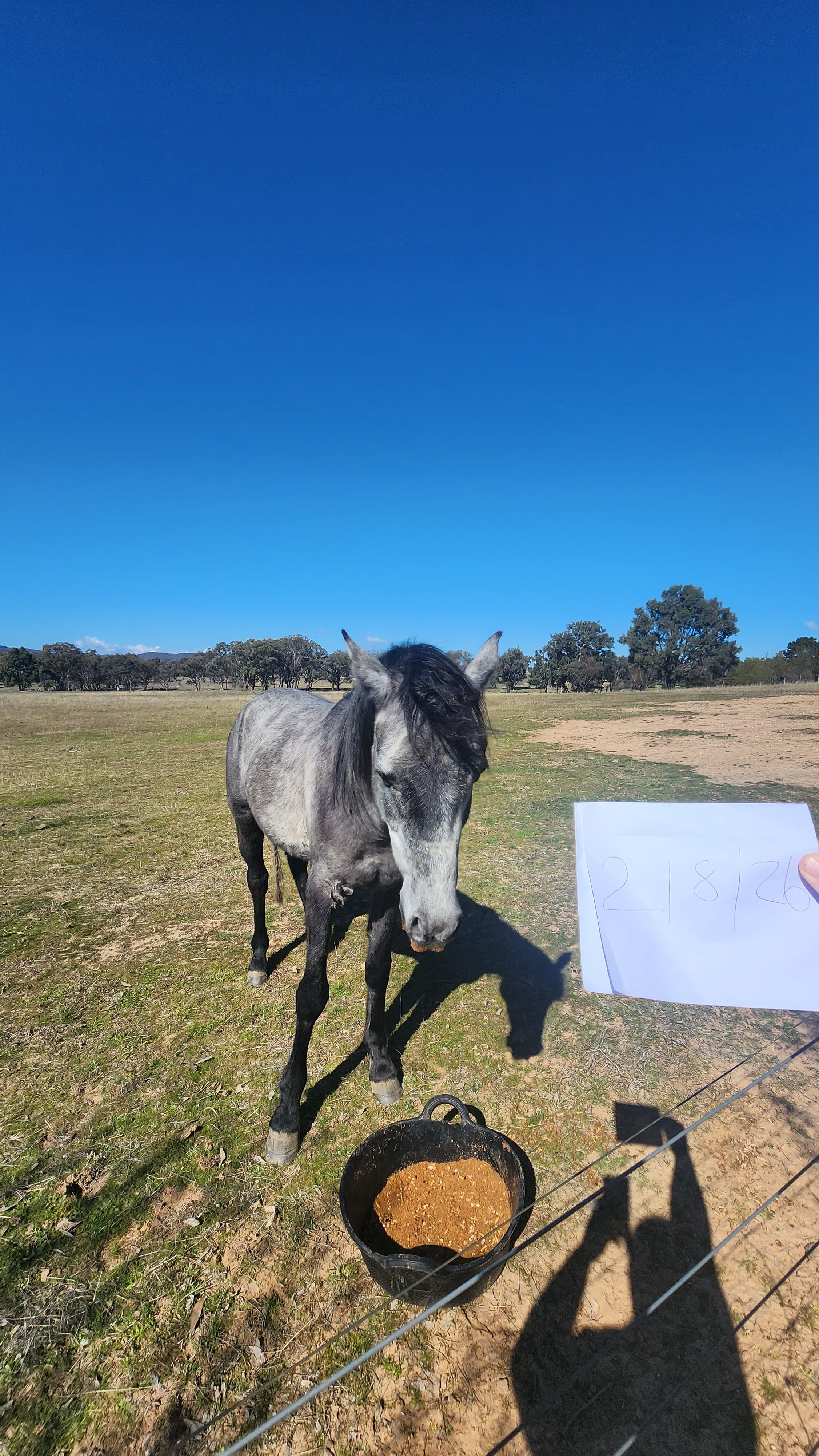 Stunning Egyptian Arabian X Standardbred Colt Project Prospect — Arabian (photo 3)