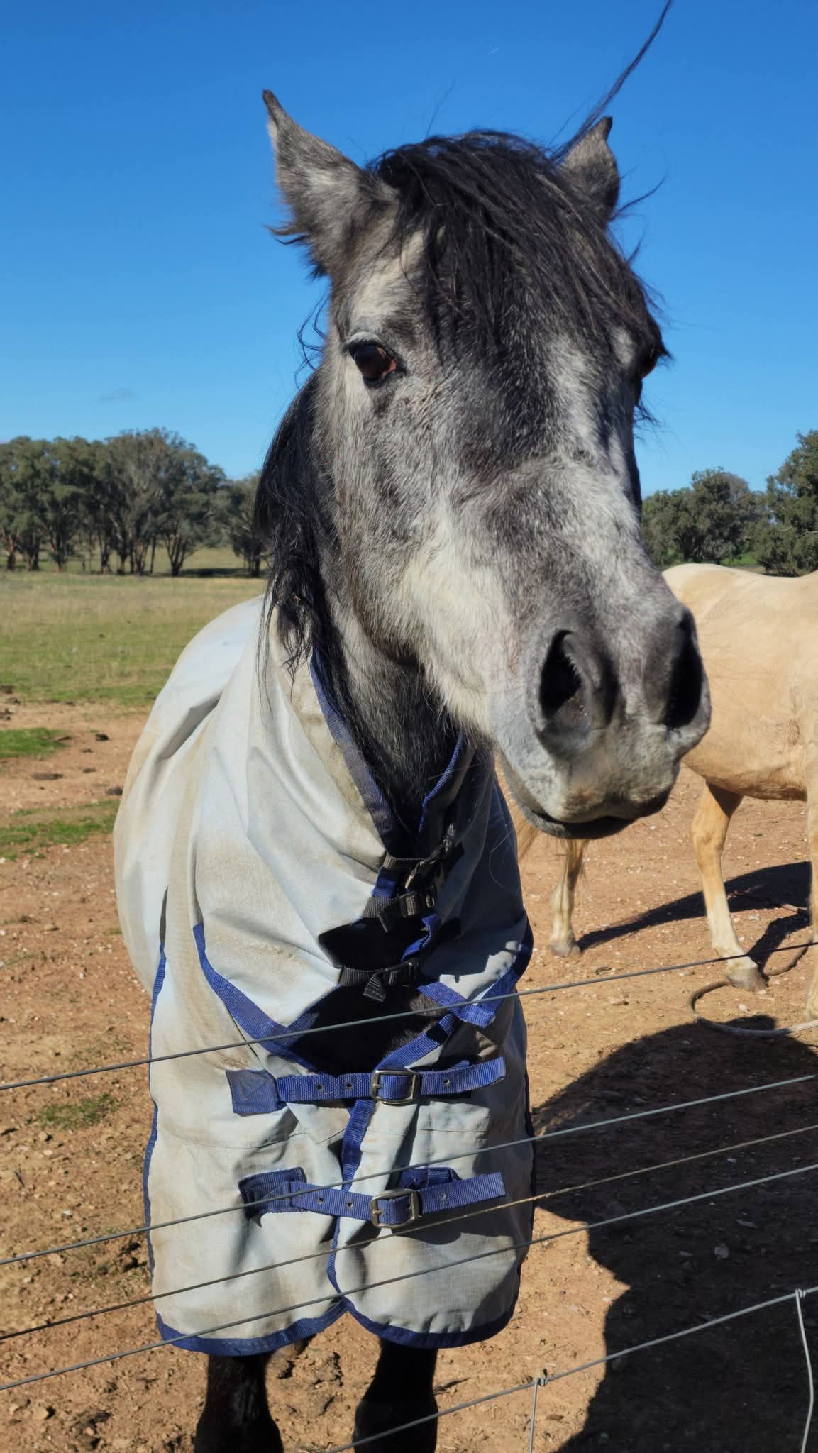 Stunning Egyptian Arabian X Standardbred Colt Project Prospect — Arabian (photo 6)