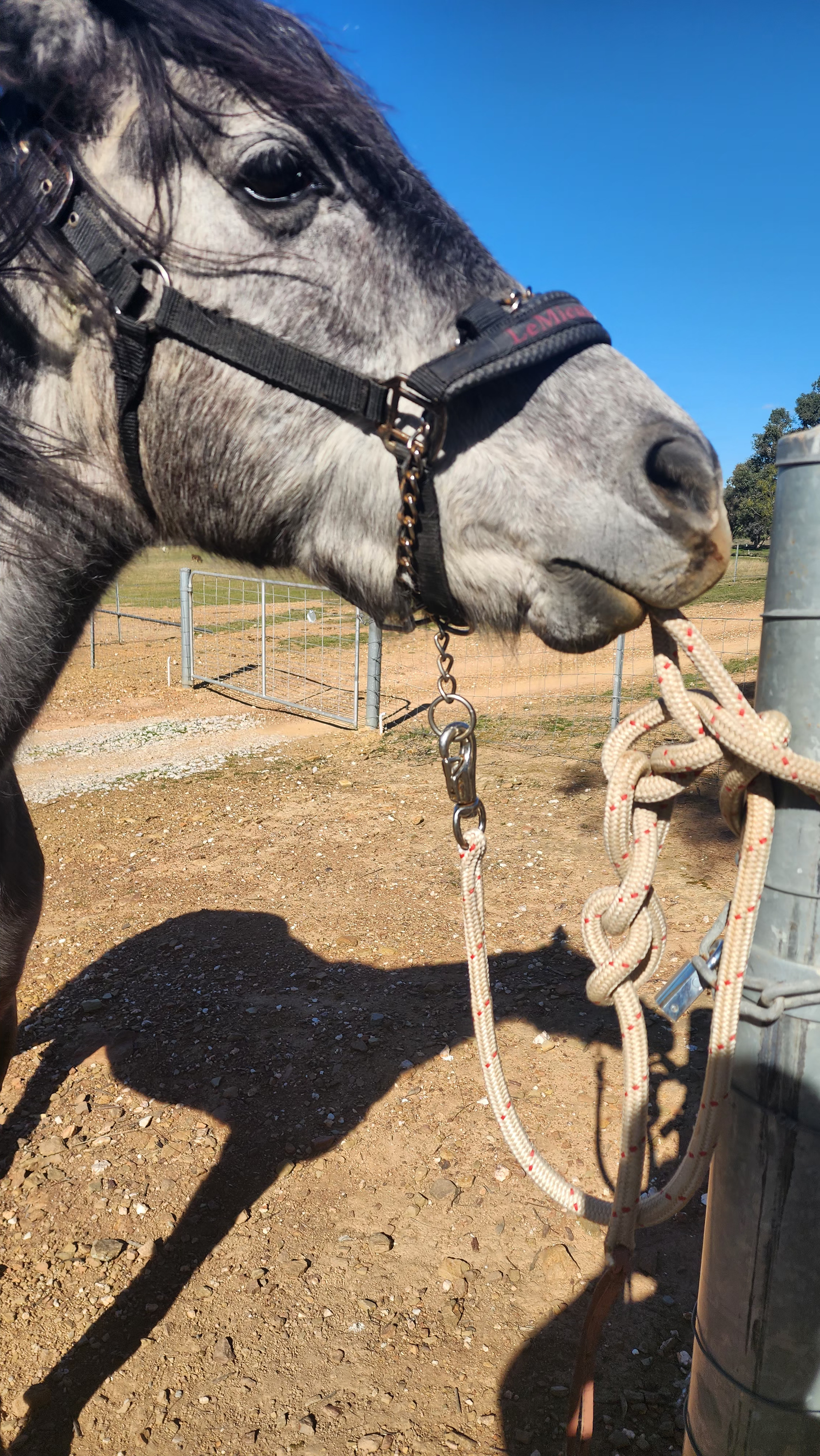 Stunning Egyptian Arabian X Standardbred Colt Project Prospect — Arabian (photo 1)